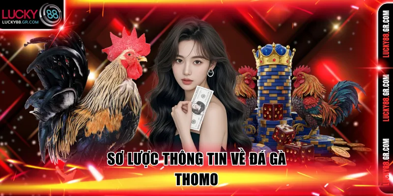 Đôi nét thông tin về đá gà Thomo tại Lucky88 
